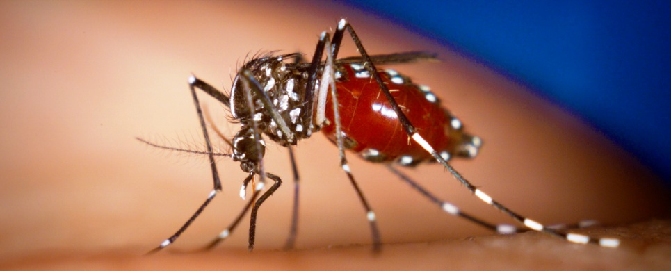 mosquito