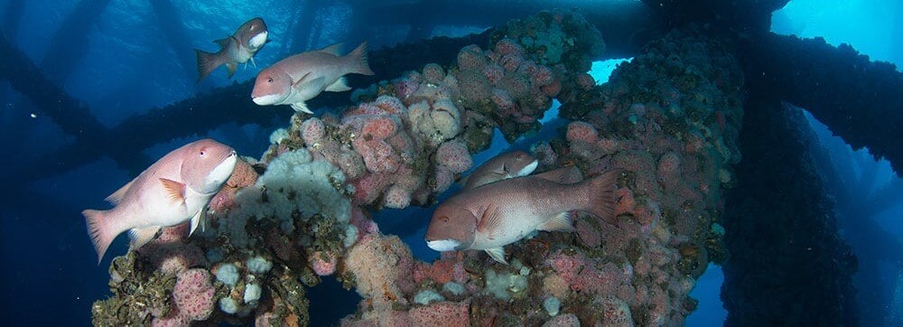 Fish population flourishes amongst offshore wind farms