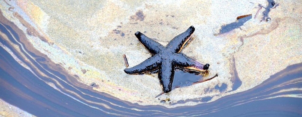 Oil spills harm marine life