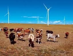 Image result for wind turbine longhorn cattle